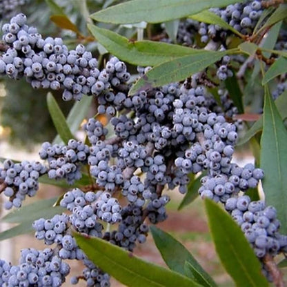 Myrica cerifera (Southern Waxmyrtle) Tree Seeds, Fragrant Foliage, Attractive Berries, Seeds by MySeeds.Co, You Choose The Amount (1 oz)