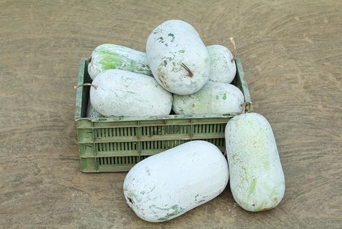 10 Winter Gourd Seeds for Planting - Grow Large Wax Gourds