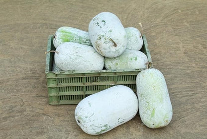 10 Winter Gourd Seeds for Planting - Grow Large Wax Gourds