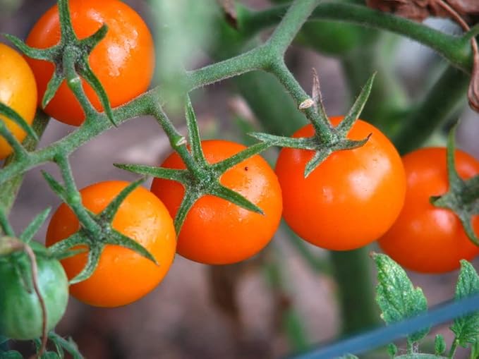 Sunsugar Hybrid Supersweet Cherry Tomato Seeds, 20 Seeds Per Packet, (Isla's Garden Seeds), Non GMO & Heirloom Seeds, Scientific Name: Lycopersicon lycopersicum, Great Home Garden Gift