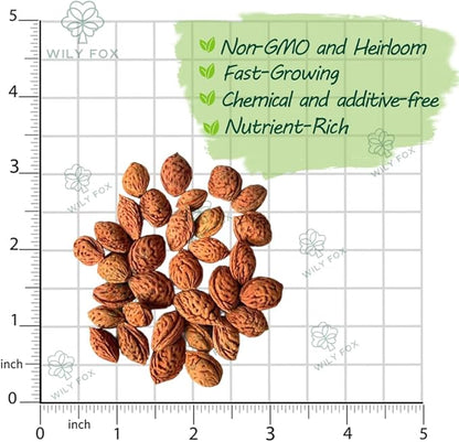 Peach Seeds for Planting – 3 Pcs Peach Tree Seeds for Home Garden, Fruit Tree Seeds for Backyard Orchard, Growing Instructions Included