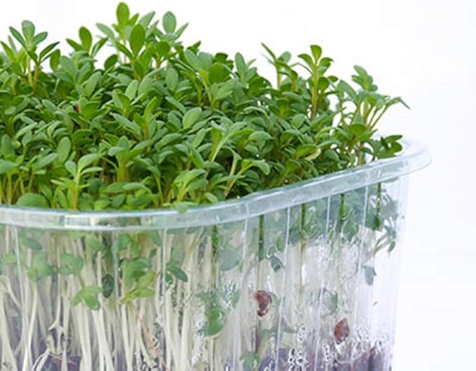 Cress Seed, Microgreen, Sprouting, 1 Pound, 16 OZ, Non GMO - Country Creek Acres Brand - Cress Seed for Juicing, Food Storage, Gardening, Hydroponics, Growing Sprouts, Spice for Cooking