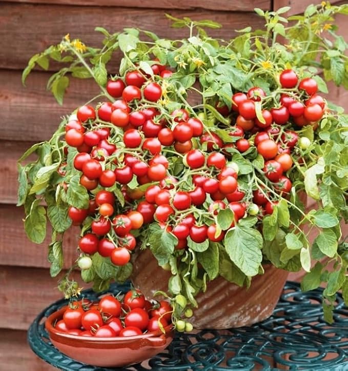 Seeds Red Dwarf Tomato Indoor Determinate Non GMO Heirloom