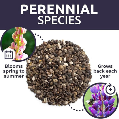 Russell Lupine Seeds – Bulk Quarter Pound Bag – Over 5,000 Open Pollinated Non-GMO Perennial Wildflower Seeds – Lupinus polyphyllus