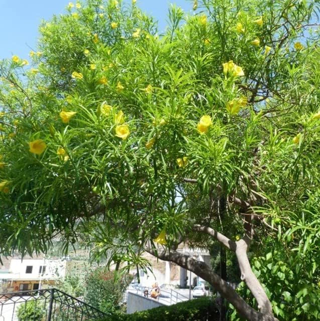 Brand, Thevetia nereifolia (Yellow Oleander Thevetia peruviana) Tree Seed, You Choose The Quantity (4 oz (32 Seed))