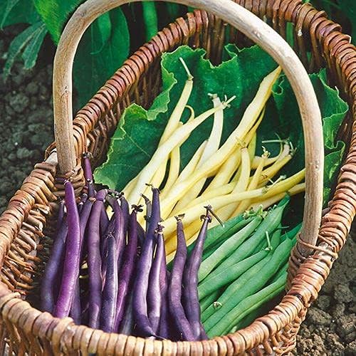 Park Seed Mardi Gras Blend Bush Bean Seeds – Tri-Color Green, Yellow & Purple Pods, Nutrient-Rich and Flavorful, Heavy Yields, Great for Fresh Eating or Preserving – Pack of 200