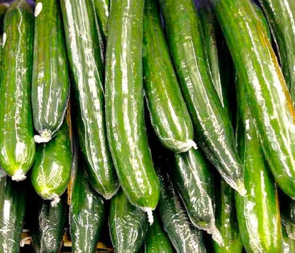 TomorrowSeeds - English Telegraph Improved Burpless Cucumber (English Cucumber) Seeds - 30+ Count - for 2026 Planting Hothouse Cucumbers Crisp European Near-Seedless Long Heirloom Vegetable