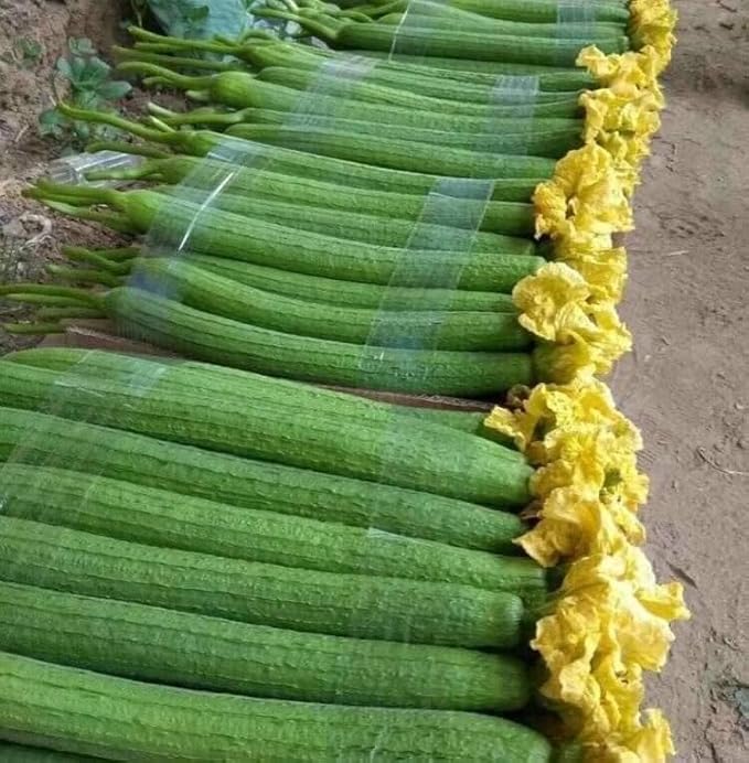 20+ Vietnamese Hybrid Smooth Luffa; Hạt giống mướp hương xanh lai F1; Mướp hương nụ 5 lá giống mướp sai quả Gourd Seeds - Dok - Hybrid