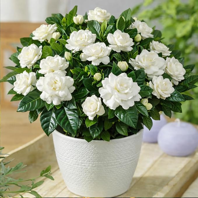 Gardenia Seeds for Planting – 200+ Heirloom Cape Jasmine Seeds for Home Garden, Fragrant Flower Seed