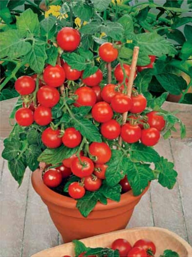 Seeds Red Dwarf Tomato Indoor Determinate Non GMO Heirloom
