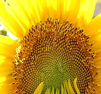1 lb (4,700+ Seeds) Mammoth Grey Stripe Sunflower (Helianthus annuus) - 9-12 Feet Tall Extended Bloom - Non-GMO Seeds by MySeeds.Co (1 lb Grey Stripe Sunflower)