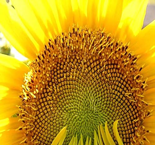1 lb (4,700+ Seeds) Mammoth Grey Stripe Sunflower (Helianthus annuus) - 9-12 Feet Tall Extended Bloom - Non-GMO Seeds by MySeeds.Co (1 lb Grey Stripe Sunflower)