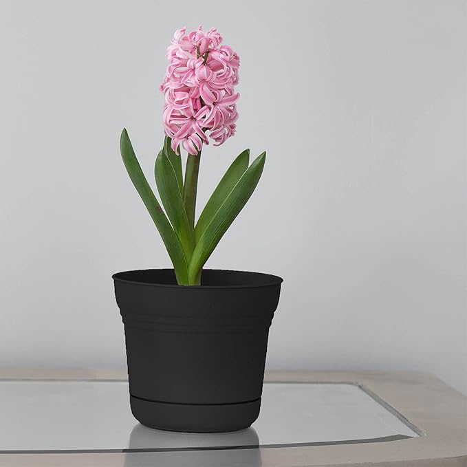 Bloem 010280 Saturn Planter with Saucer, 5", Black (SP0500), 5"