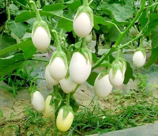 30PCS White Egg Eggplant Seeds Non-GMO High Yield Vegetable Seeds Heirloom