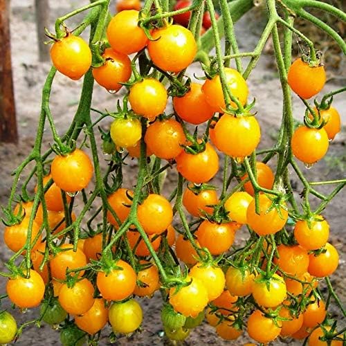 Seeds Golden Cherry Tomato Indeterminate Non GMO Vegetable for Planting