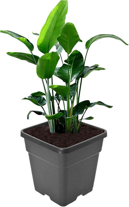 Plant Pots Flower Pot 10-Pack 5 Gallon Planter Nursery Pot Garden Seedling Planters Containers Plastic Injection Molded Pots with Drainage Holes for Outdoor Indoor Plants Vegetables, Black