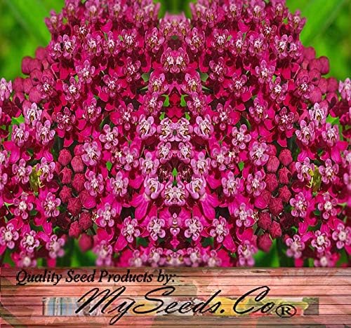 Big Pack - (1,000) Pink Swamp Milkweed Seeds, Asclepias incarnata (Big Pack Swamp Milkweed)