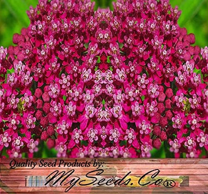 Big Pack - (1,000) Pink Swamp Milkweed Seeds, Asclepias incarnata (Big Pack Swamp Milkweed)