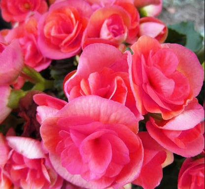 100PCS Pink Begonia Nonstop Flower Seeds Ornamental Easy to Grow Flower Seeds Home Garden