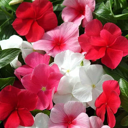 Outsidepride Mix Periwinkle Seeds for Planting – 4000 Pcs Annual, Fast-Blooming, Heat & Drought Tolerant Vinca Flower Seeds with Vibrant Colors Ideal for Gardens, Beds, Borders & Containers