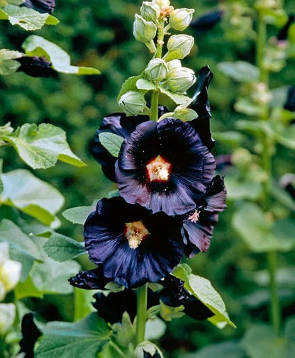 Seeds Hollyhock Nigra Giant Mallow Flower Perennial Outdoor Garden Cut Flowers for Planting