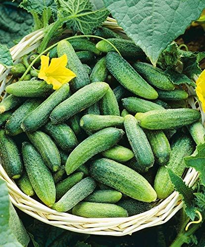 Seeds Vegetable Indoor Cucumber Self-Pollinating Close Family F1 All Seasons Vine Plant for Pickling - 20 Seeds