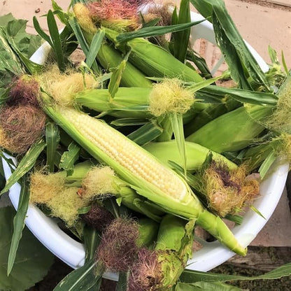 TomorrowSeeds - Baby Corn Seeds - 300+ Count - for 2026 Planting Asian Miniature Sweet Chinese Takeout Immature Young Early Indian Native Soft Vegetable Grow Your Own Home Farm Patio Healthy