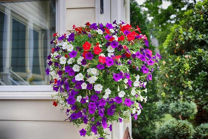 300+ Petunia Balcony Mix Flower Seeds Dwarf Petunia Container Plant Fragrant Colorful Grandiflora Flowers Plant for Garden