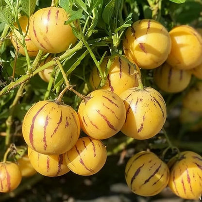 30Pcs Pepino Melon Seeds for Planting-Non-GMO Heirloom Plant Seeds Garden Outdoor
