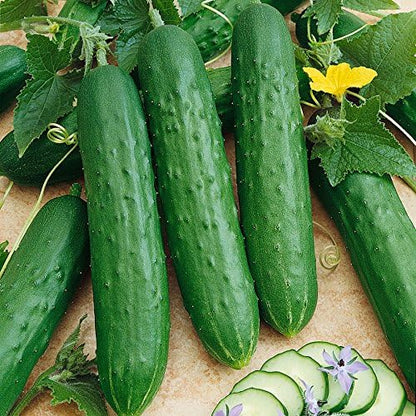 Park Seed Variety of Cucumber Seeds, Planting Cucumbers, Vegetable Seeds, Easy to Grow, Non-GMO, Perfect for Harvesting, Saladmore Bush Hybrid, Pack of 30