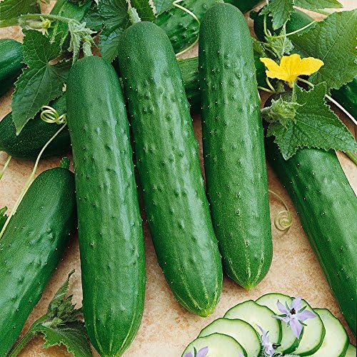 Park Seed Variety of Cucumber Seeds, Planting Cucumbers, Vegetable Seeds, Easy to Grow, Non-GMO, Perfect for Harvesting, Saladmore Bush Hybrid, Pack of 30