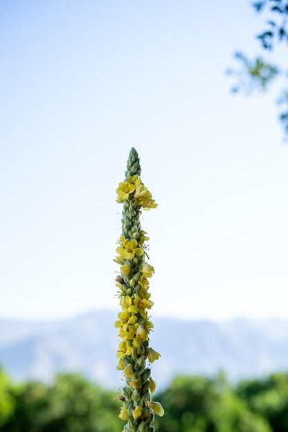 Plant Good Seed Organic Common Mullein Seeds for Planting: Medicinal Tea Herb, Yellow Flowers - 250 Seed Packet