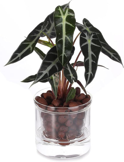 4 Inch Self Watering Pot,African Violet Pot,Bottom Watering Glass Planter for Indoor Plants and Progagation