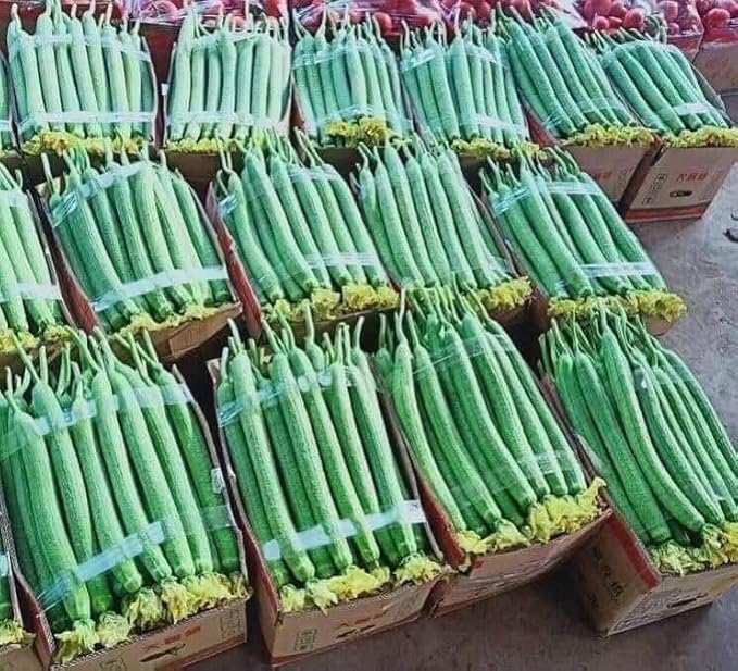 20+ Vietnamese Hybrid Smooth Luffa; Hạt giống mướp hương xanh lai F1; Mướp hương nụ 5 lá giống mướp sai quả Gourd Seeds - Dok - Hybrid