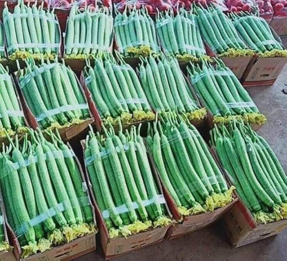 20+ Vietnamese Hybrid Smooth Luffa; Hạt giống mướp hương xanh lai F1; Mướp hương nụ 5 lá giống mướp sai quả Gourd Seeds - Dok - Hybrid