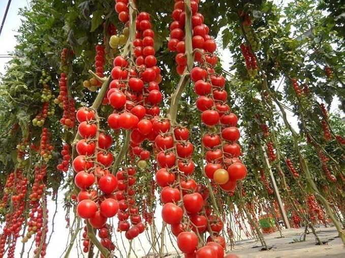 Seeds Vine Tomato Indeterminate Non GMO Heirloom