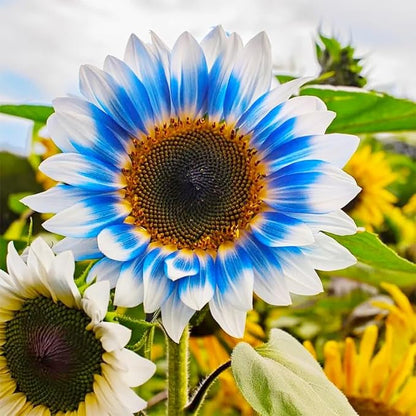 100+ Exotic Sunflower Seeds for Planting Rare Bright Sunflowers Non-GMO Heirloom Seeds for Home Garden Outdoors