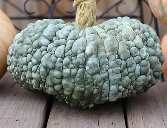 Marina Di Chioggia Bumpy Blue Pumpkin Seeds - 12 Seeds - One of The Most Intereting and Decorative Pumpkins as Well as Delicious