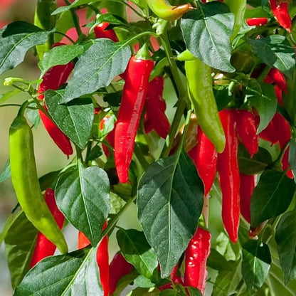 Park Seed Variety of Hot Chili Pepper Plant Seeds, Easy to Grow, Perfect for Spring Garden, Kitchen Minis Hot Fajita, Pack of 10