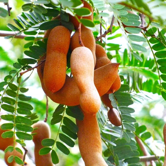 TomorrowSeeds - Tamarind Tree Seeds - 5+ Count - for 2026 Planting Tamarindus Indica Tamarindo Indian Date Imli Assam Asam Java Sweet Sour Pulp Tropical Fruit Trees Perennial Grow Your Own Home Farm