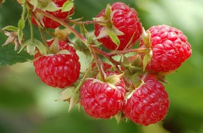 Red Raspberry Seed Pack 200 pcs - Perennial Heirloom Non-GMO Outdoor Indoor
