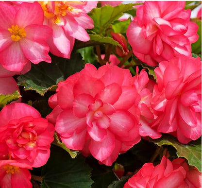 100PCS Pink Begonia Nonstop Flower Seeds Ornamental Easy to Grow Flower Seeds Home Garden