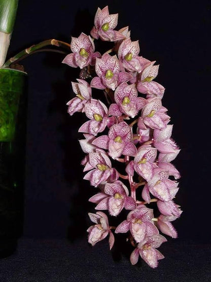 MSU Orchid Fertilizer 13-3-15 Reverse Osmosis, Rain, Tap (City) Water Formula 2 Pounds