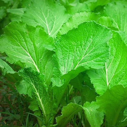 Rare Mustard Greens Seeds – 2000+ Seeds Heirloom Non-GMO, Fast-Growing Mustard Plant Seeds for Home Garden, Microgreens, and Cooking - Original Bold & Peppery Flavor