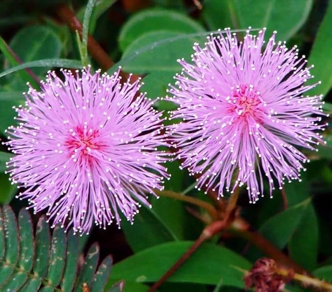 40+ Seeds Mimosa Shy Sensitive Plant Fast Growing - Flower Pink