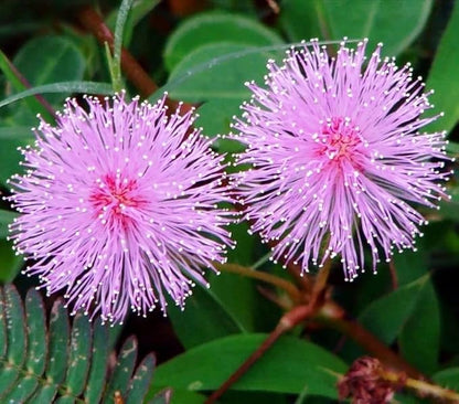 40+ Seeds Mimosa Shy Sensitive Plant Fast Growing - Flower Pink