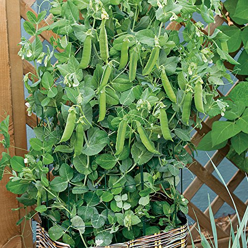 Park Seed Patio Pride Pea Seeds, 1 Pack of 80 Seeds