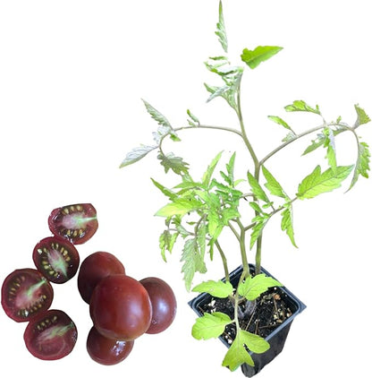Smoke Camp Crafts Organic Chocolate-Covered Cherry Tomato (Solanum lycopersicum) 150 Seeds (0.5 gram) - Prolific and Unique Cherry Tomato