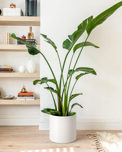 LE TAUCI 12 Inch Pot for Plants, Ceramic Planters for Indoor Plants, Mid-Century Modern Cylinder Flower Pots with Drainage Hole, Fits Fiddle Leaf Fig & Monstera, Home Decor, White