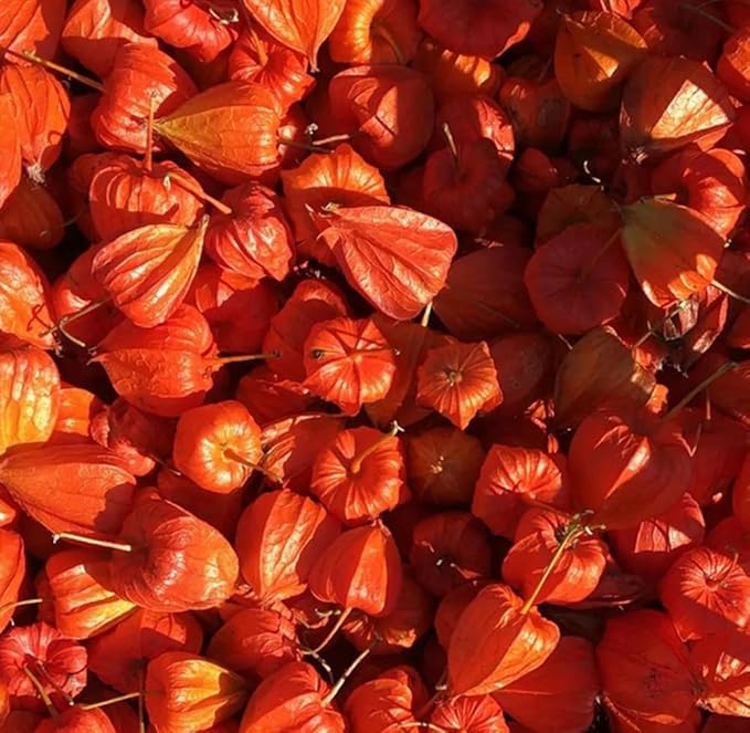 100PCS Cape Gooseberry Seeds Large Fruit Goldenberry Berry Seeds
